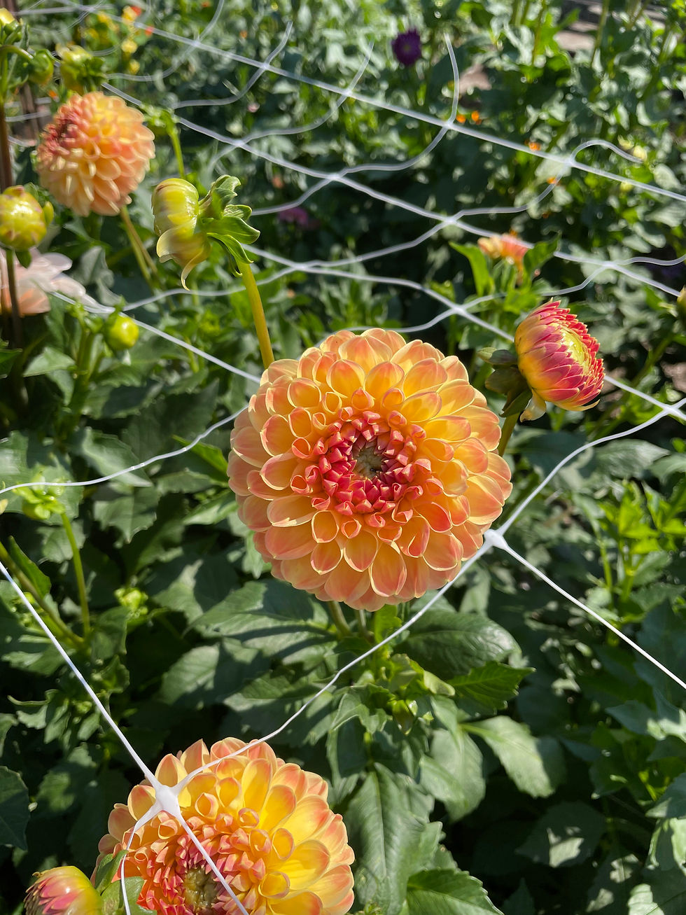 Thumbnail: Crichton Honey