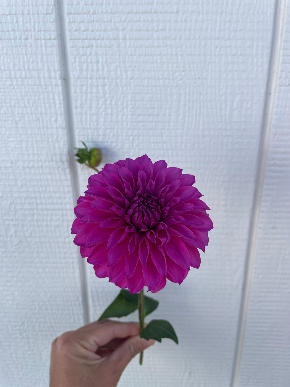 Thumbnail: GG's Kalinda