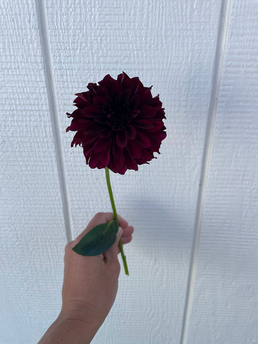 Thumbnail: Shadow Cat