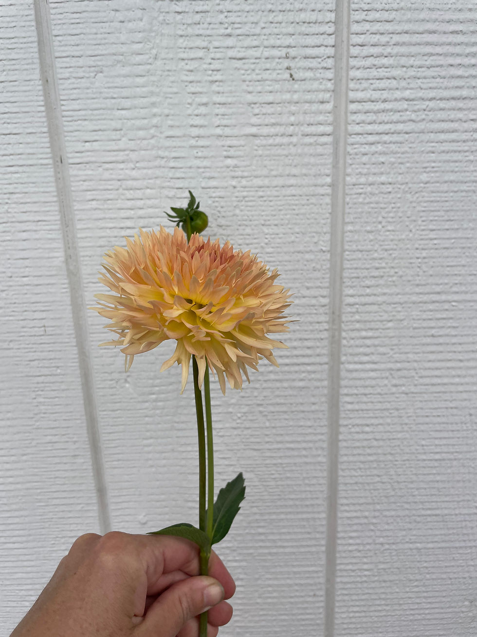 Thumbnail: Lakeview Peach Fuzz