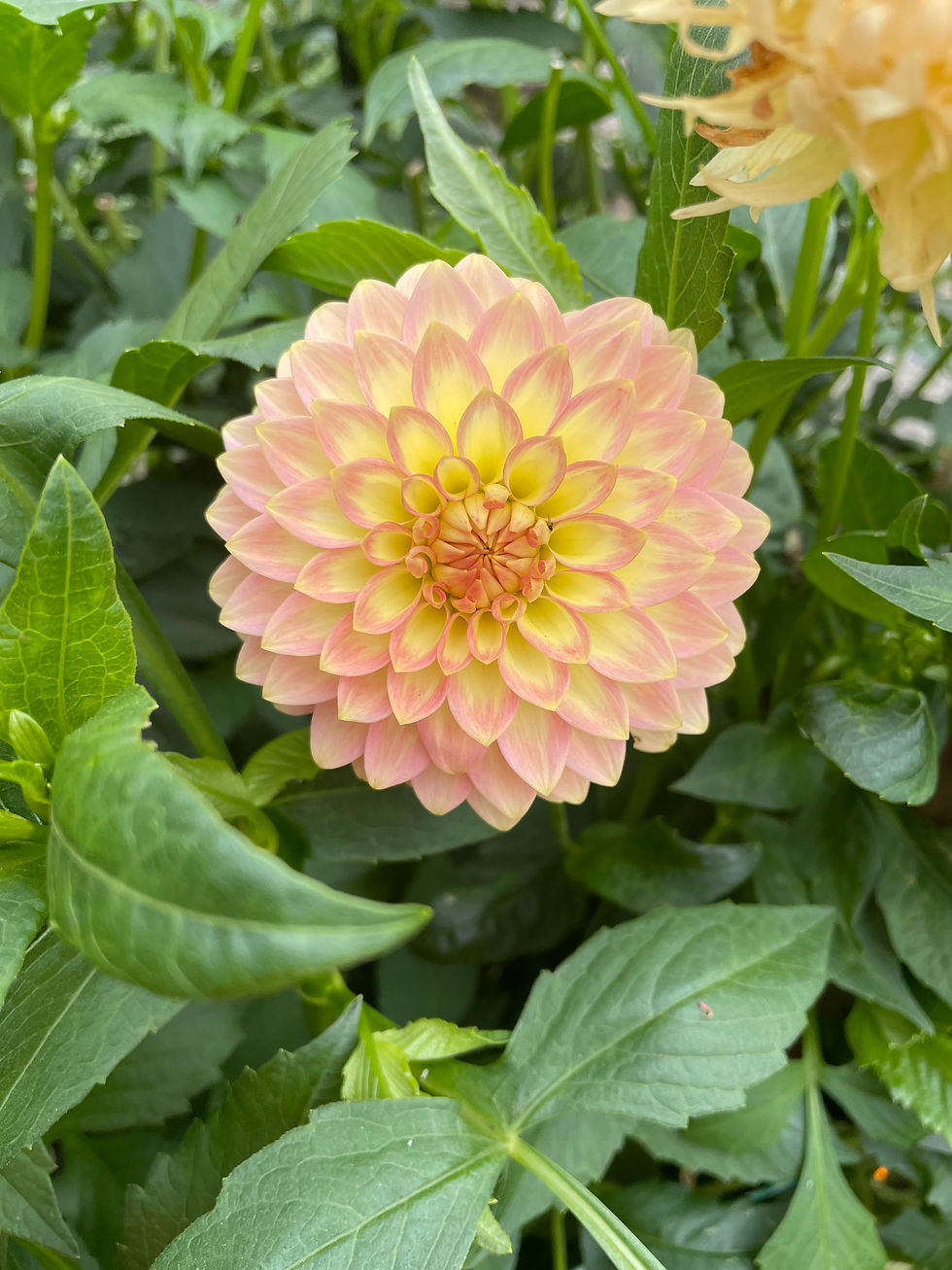 Thumbnail: Oreti Adele