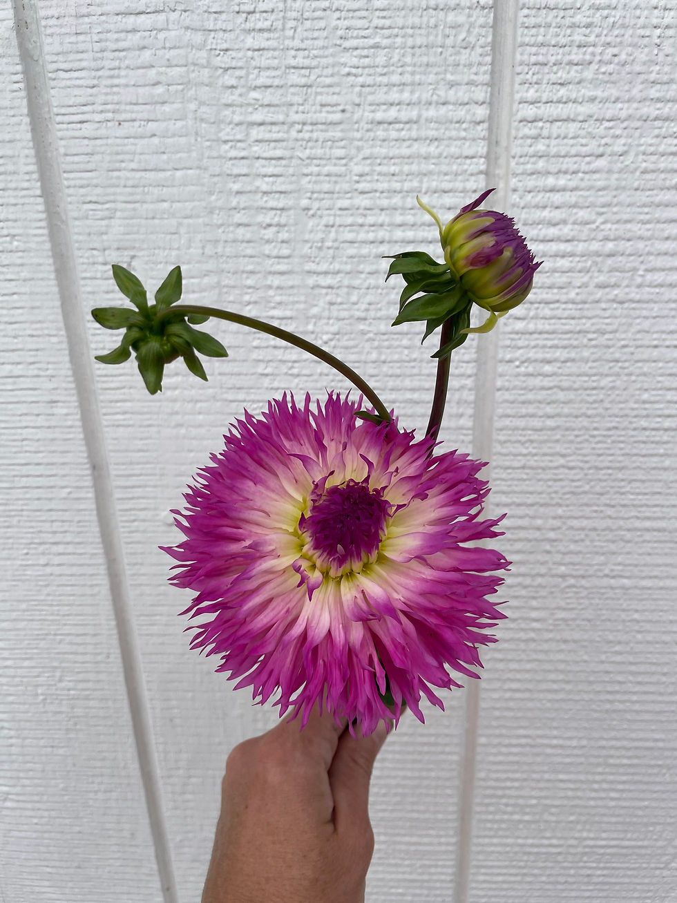 Thumbnail: Lakeview Gertie