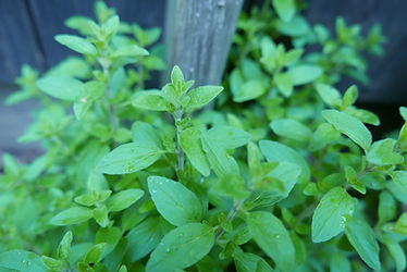 Oregano Yard.jpeg