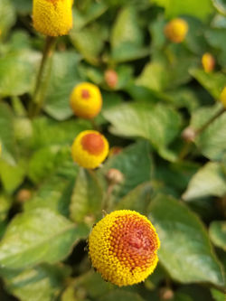 Spilanthes