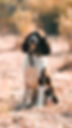 A picture of our Springer Spaniel, Max