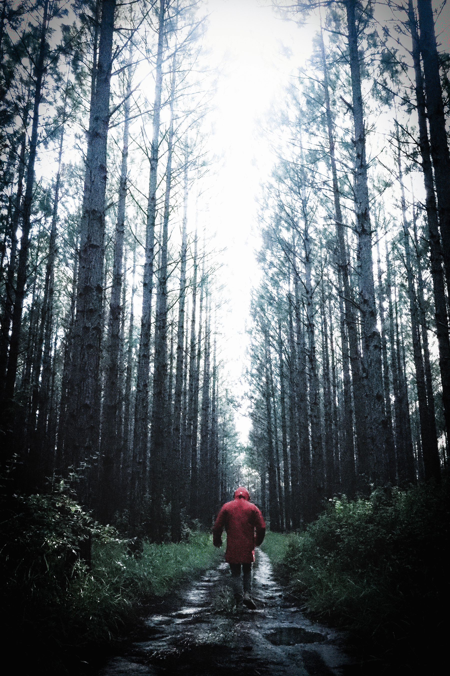 Woods Edit Tim .gif