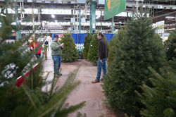 PCN BTS Tree Judging 3