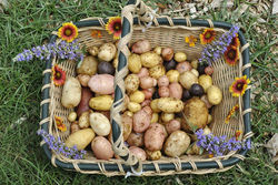 Potato Harvest
