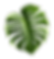 Tropical leaf