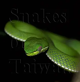 Snakes of Taiwan