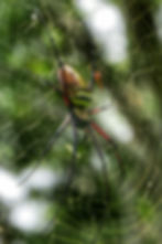 Giant Orb Weaver, Taroko Gorge National Park, Taiwan 2