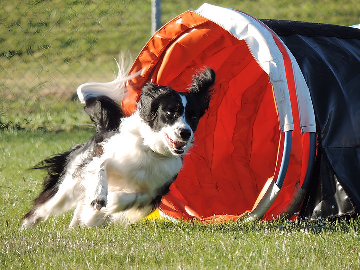 Home Upper Hutt Dog Train