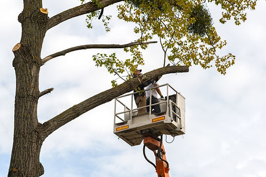 Guy In A Bucket Tree Removal in Boone, Iowa