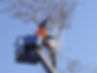 Commercial Tree Services in Boone, Iowa