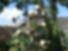 tree-265657.jpg