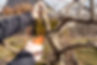 Tree Pruning Services