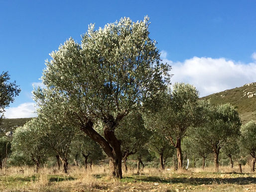 Zeytin ağacından soframıza...