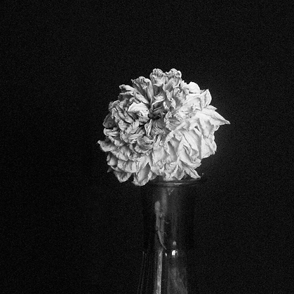 flower black and white photography