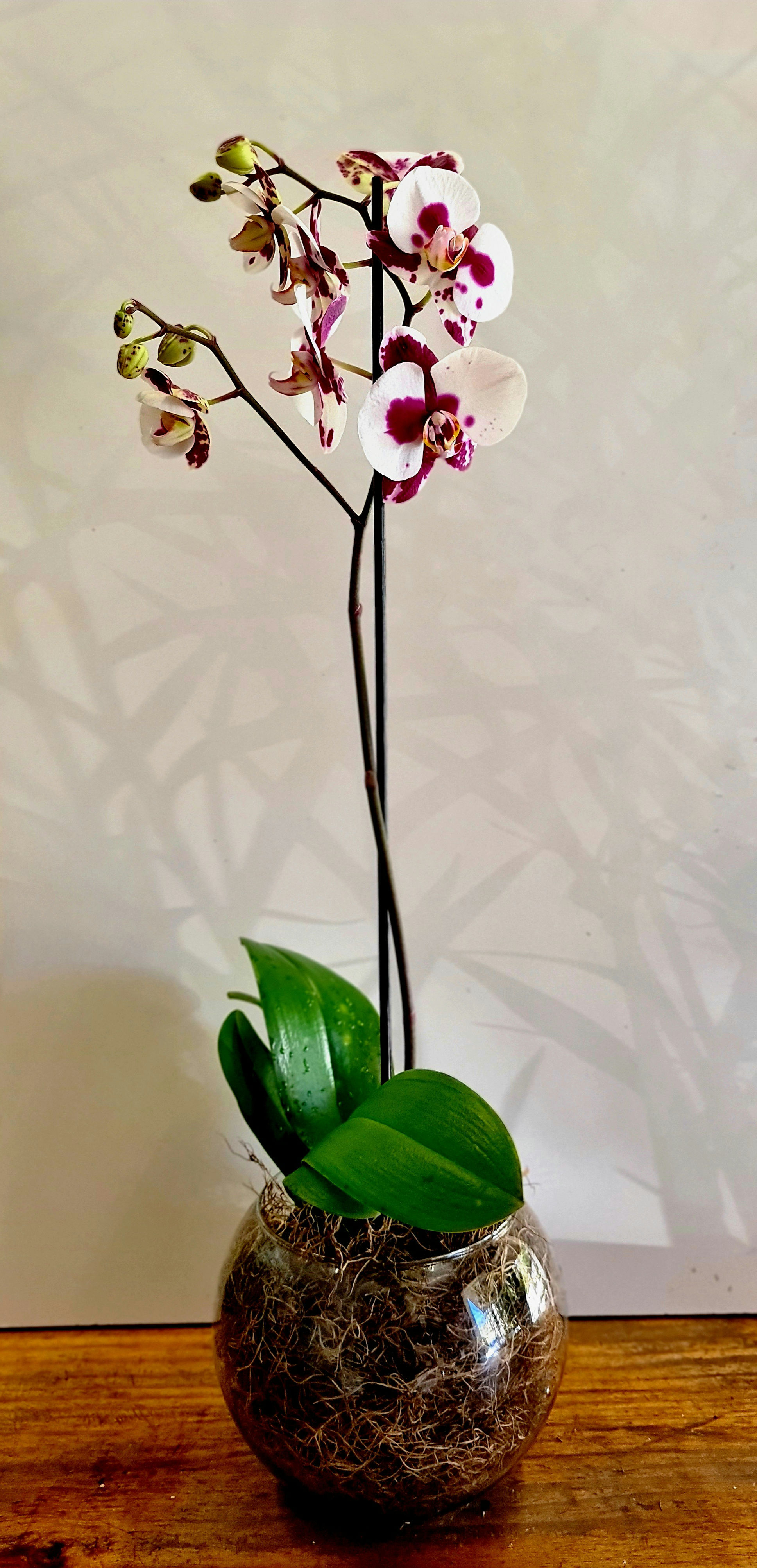 Orquídea Phaleanopsis No Aquário