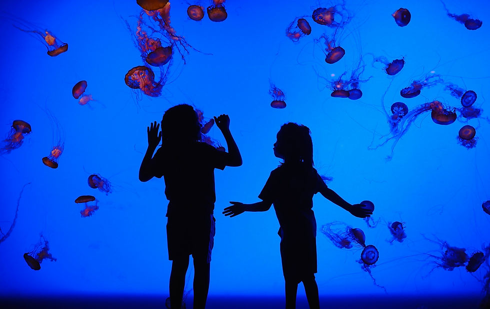 Spanish Immersion Field Trip - Odysea Aquarium in Scottsdale AZ