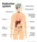 endocrine
