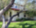 tree_edited.jpg
