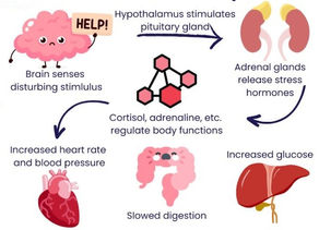 Link Between Chronic Stress and Adrenal Health During National Stress Awareness Month