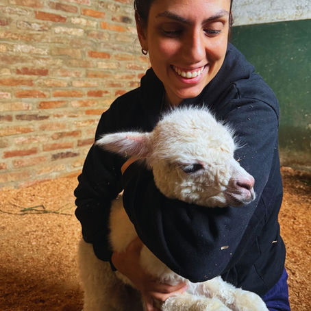 filhote de lhama sendo abraçado por sua tutora