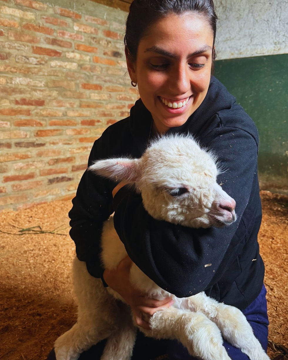 filhote de lhama sendo abraçado por sua tutora