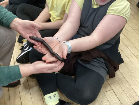 Year 5 Rainforest Roadshow