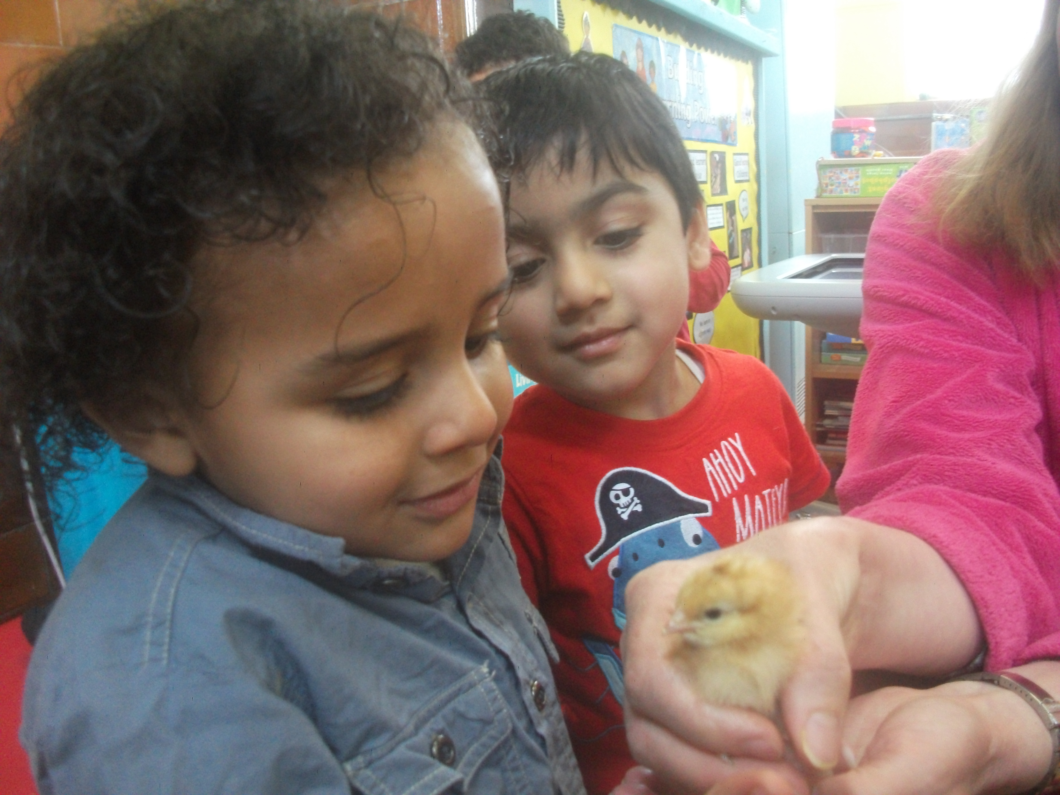 Nursery Chicks
