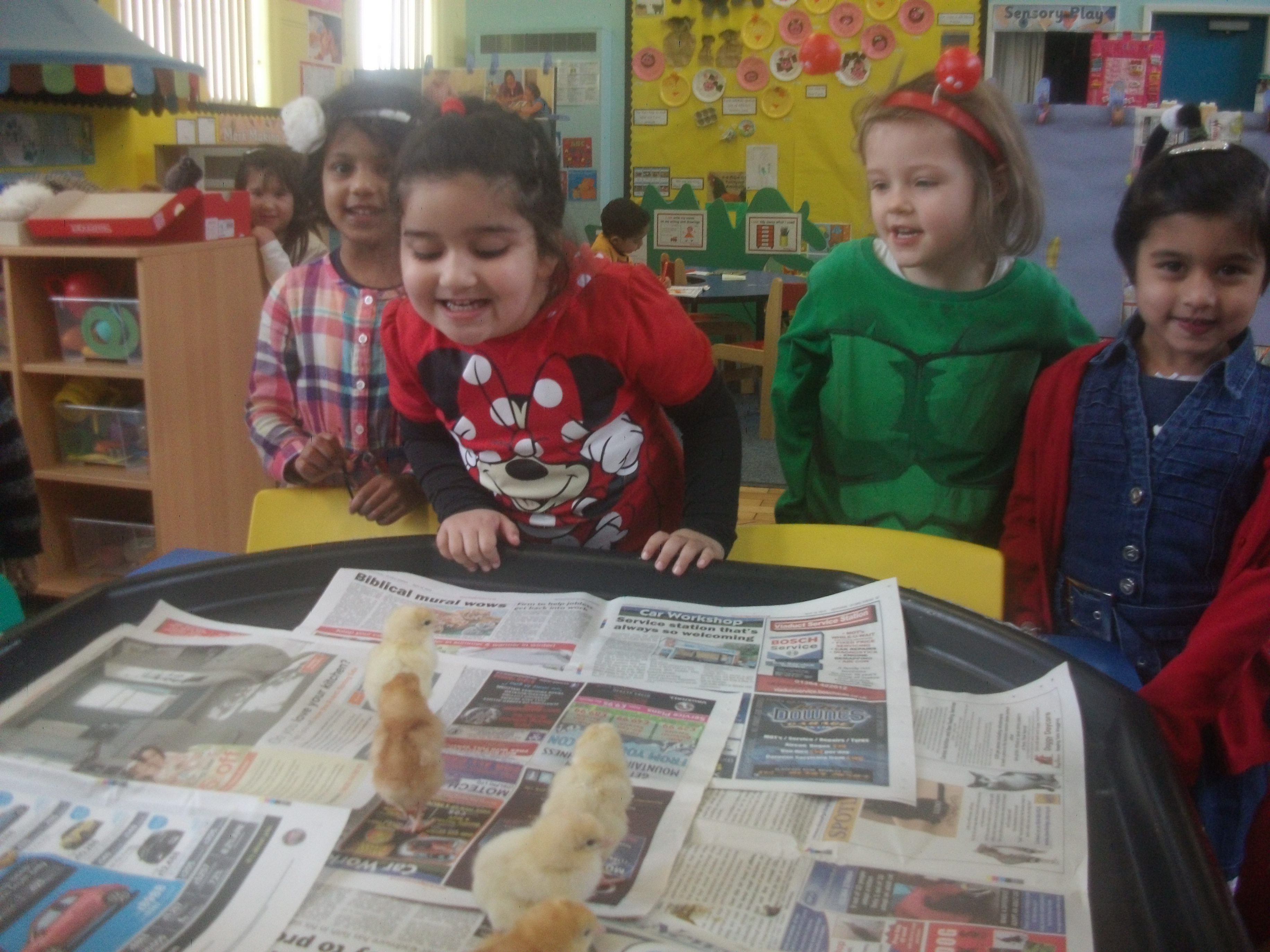 Nursery Chicks
