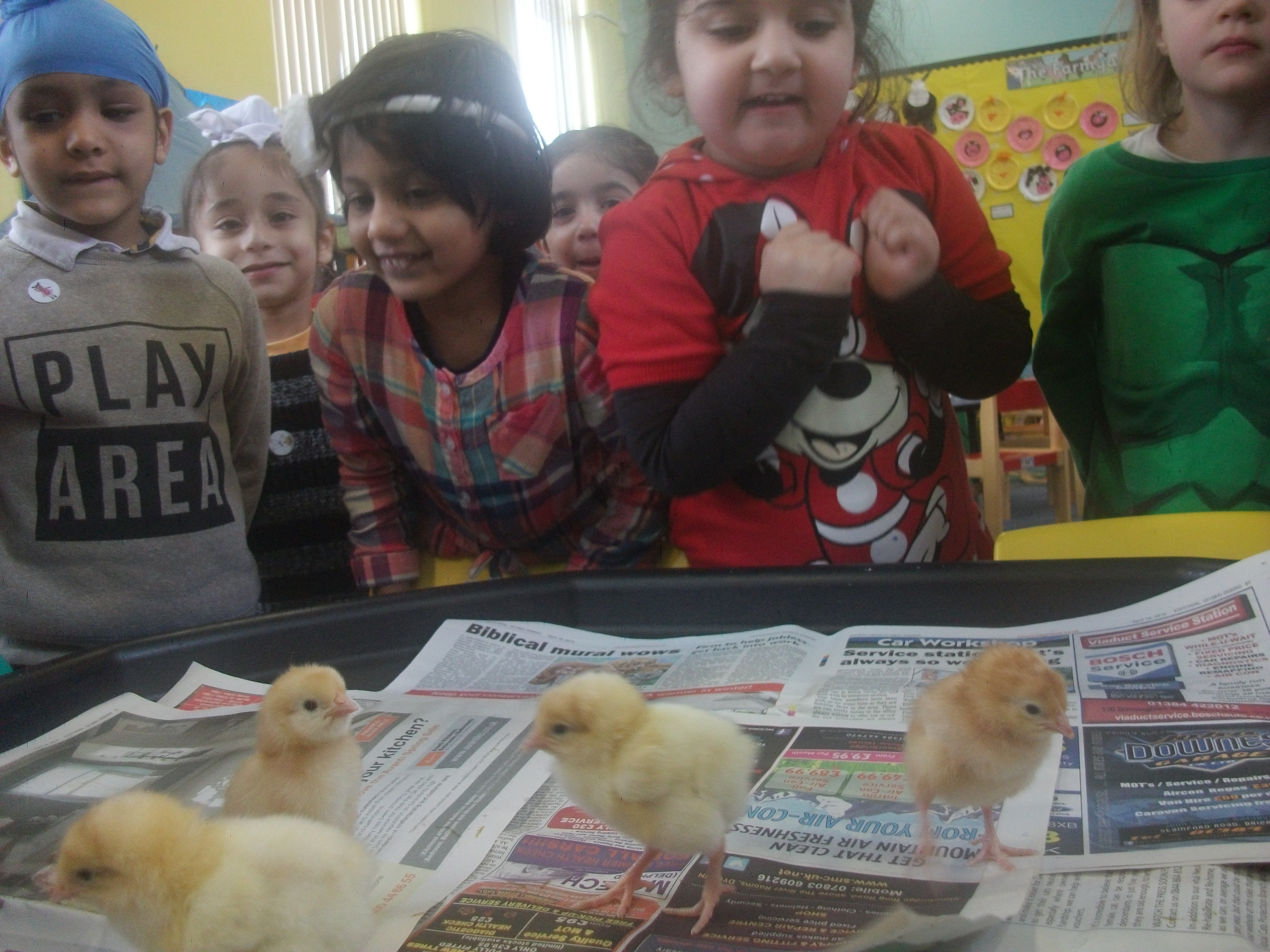 Nursery Chicks