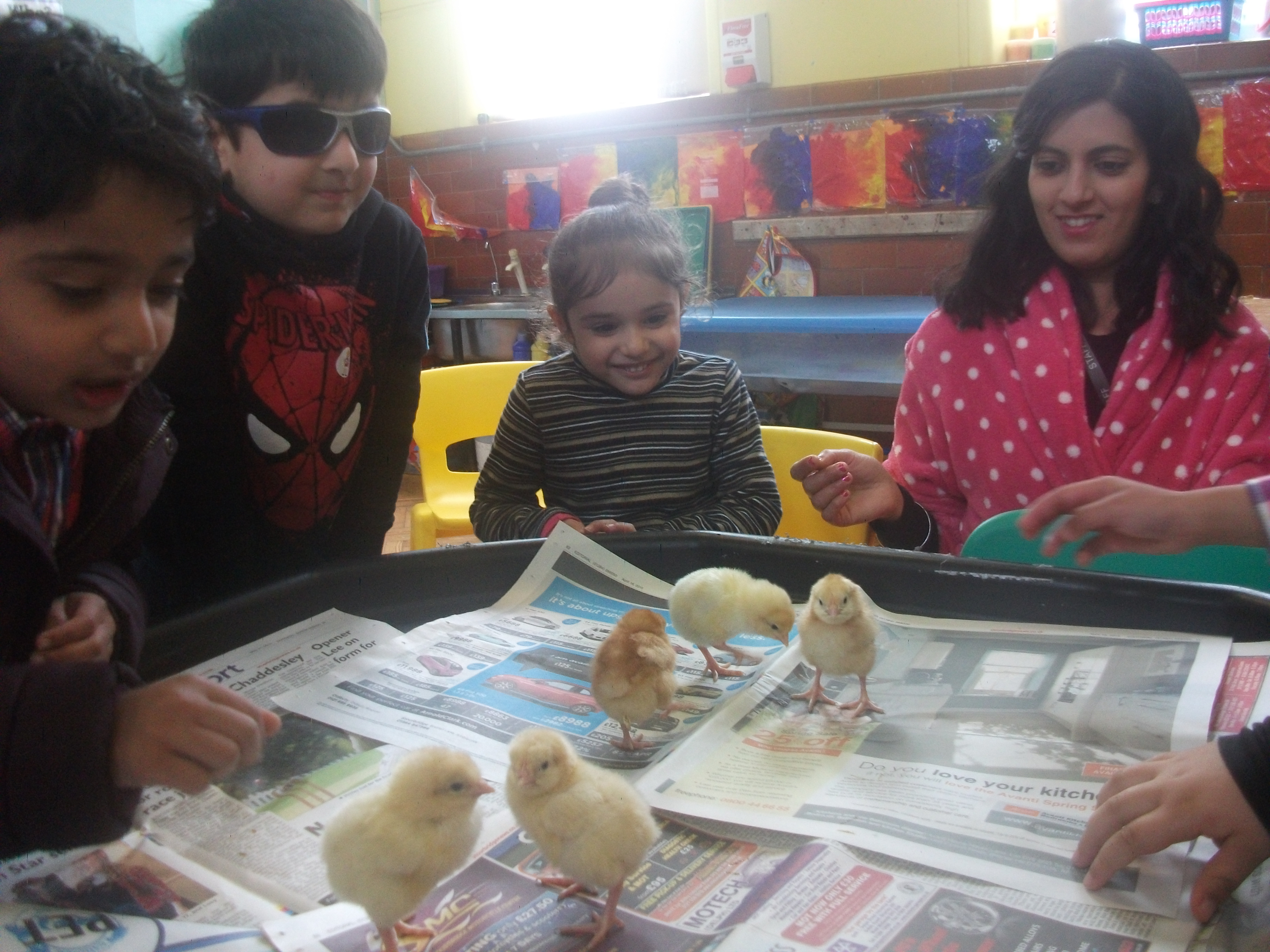 Nursery Chicks