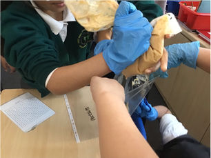Year 4's Exploration of the Digestive System Journey