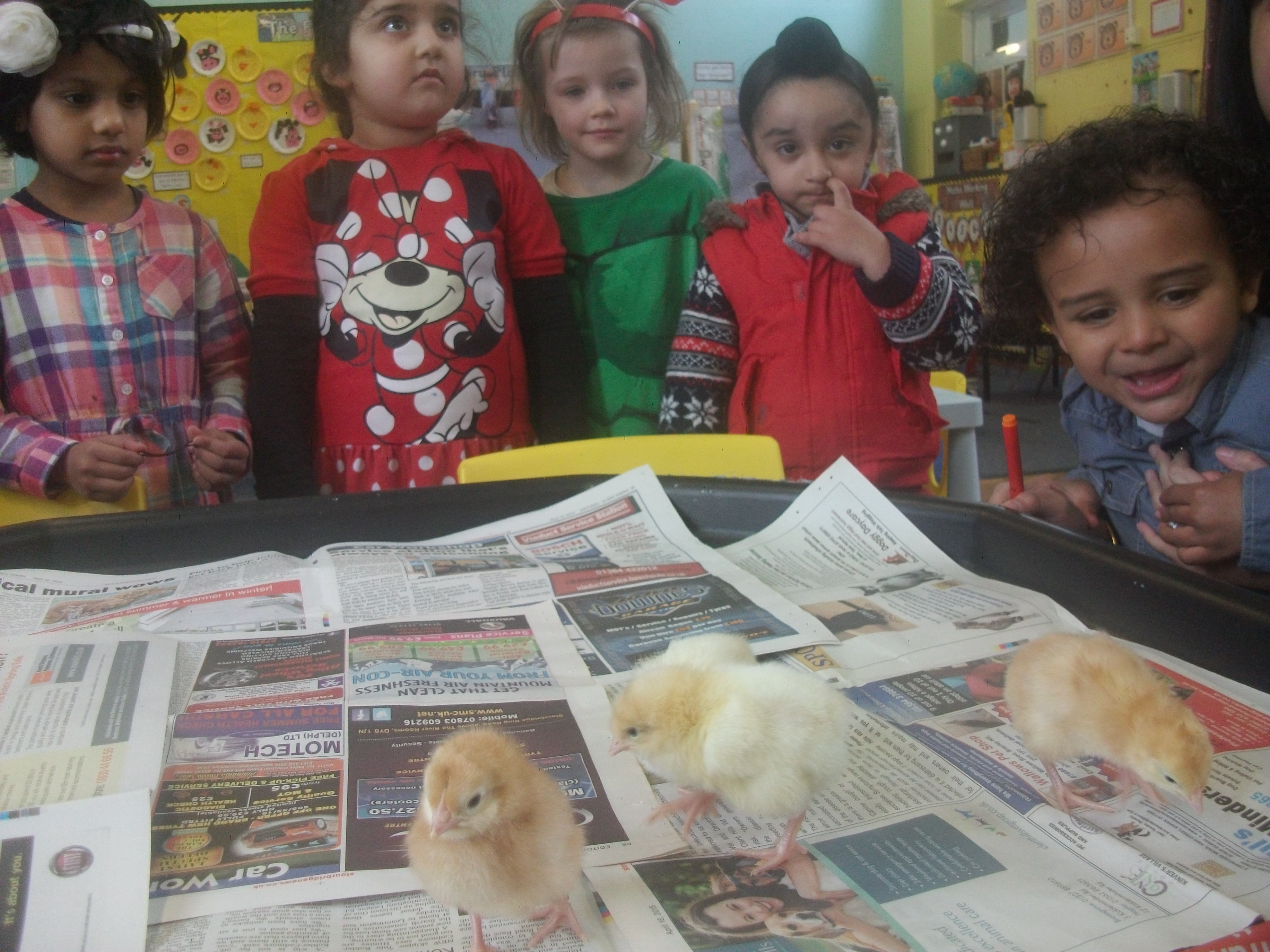 Nursery Chicks