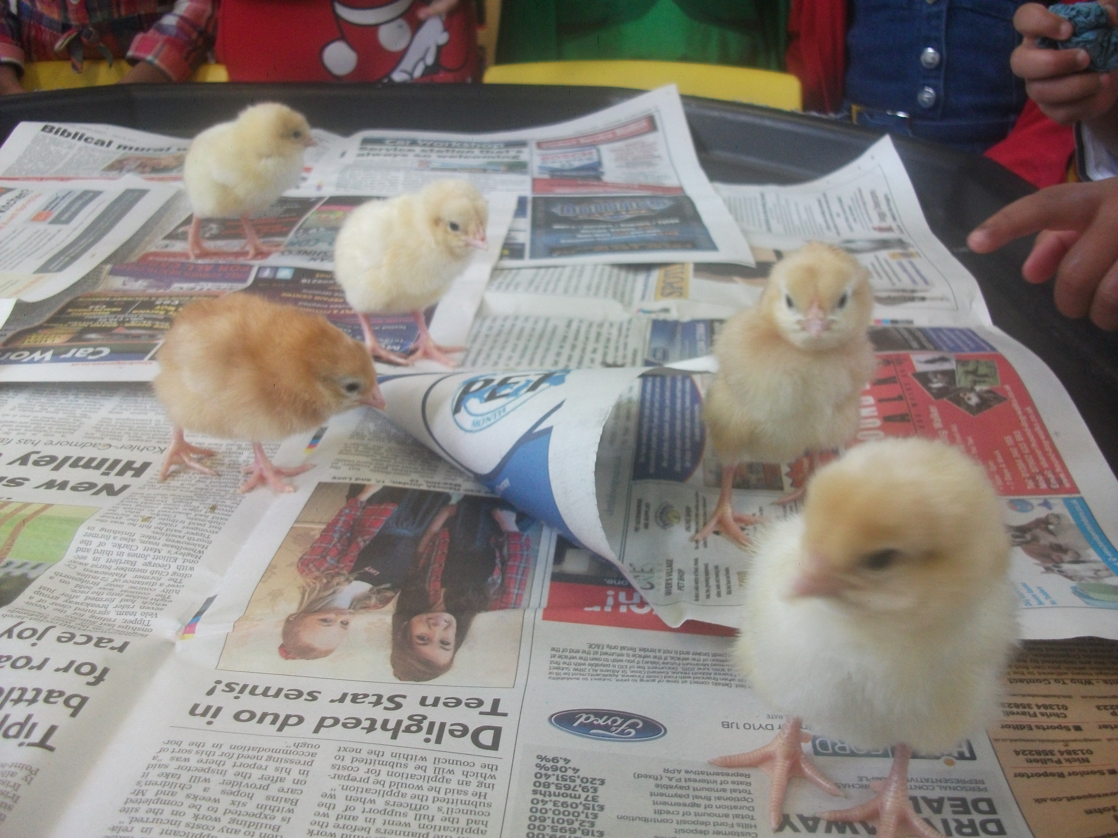 Nursery Chicks