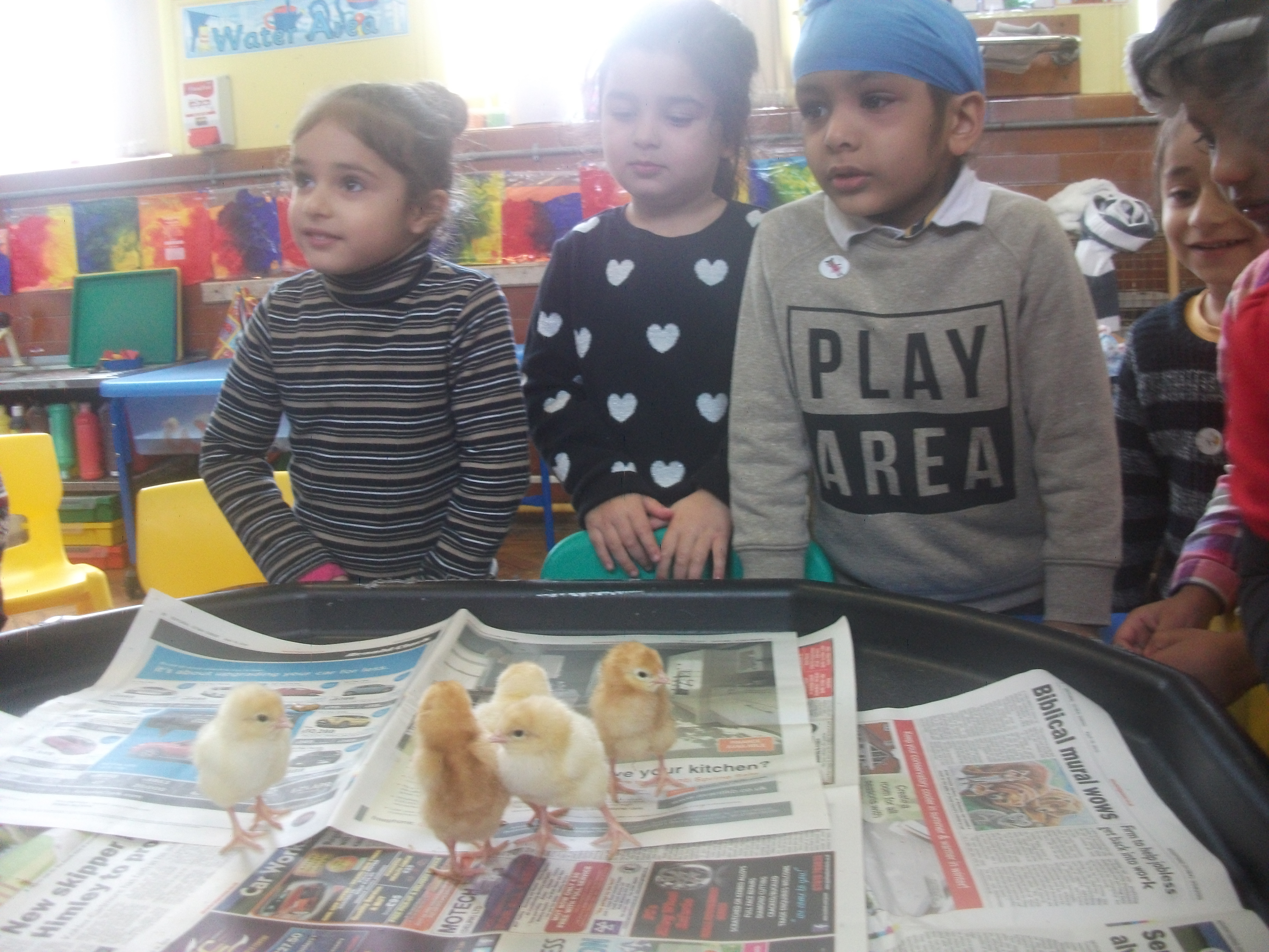Nursery Chicks