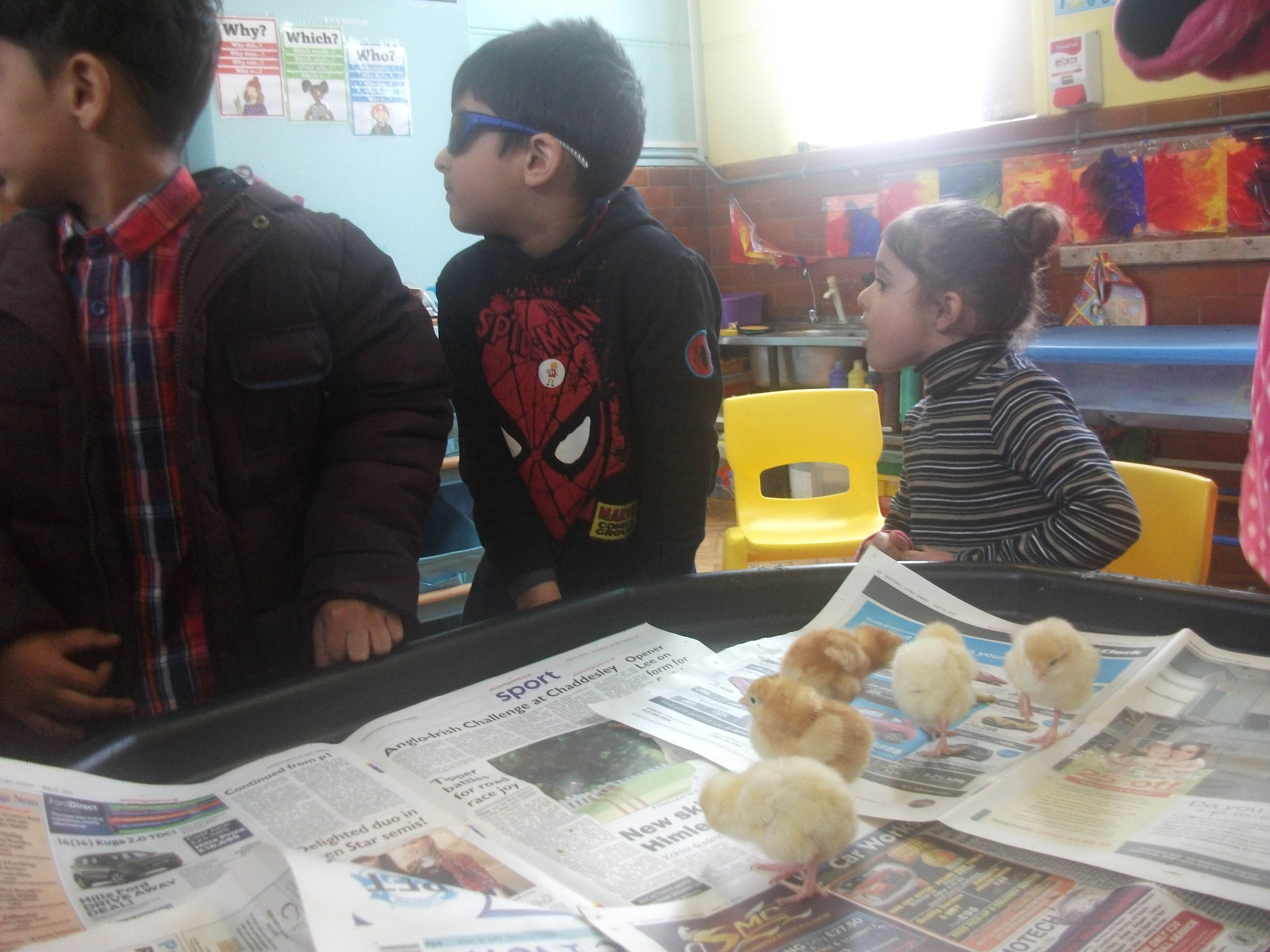 Nursery Chicks