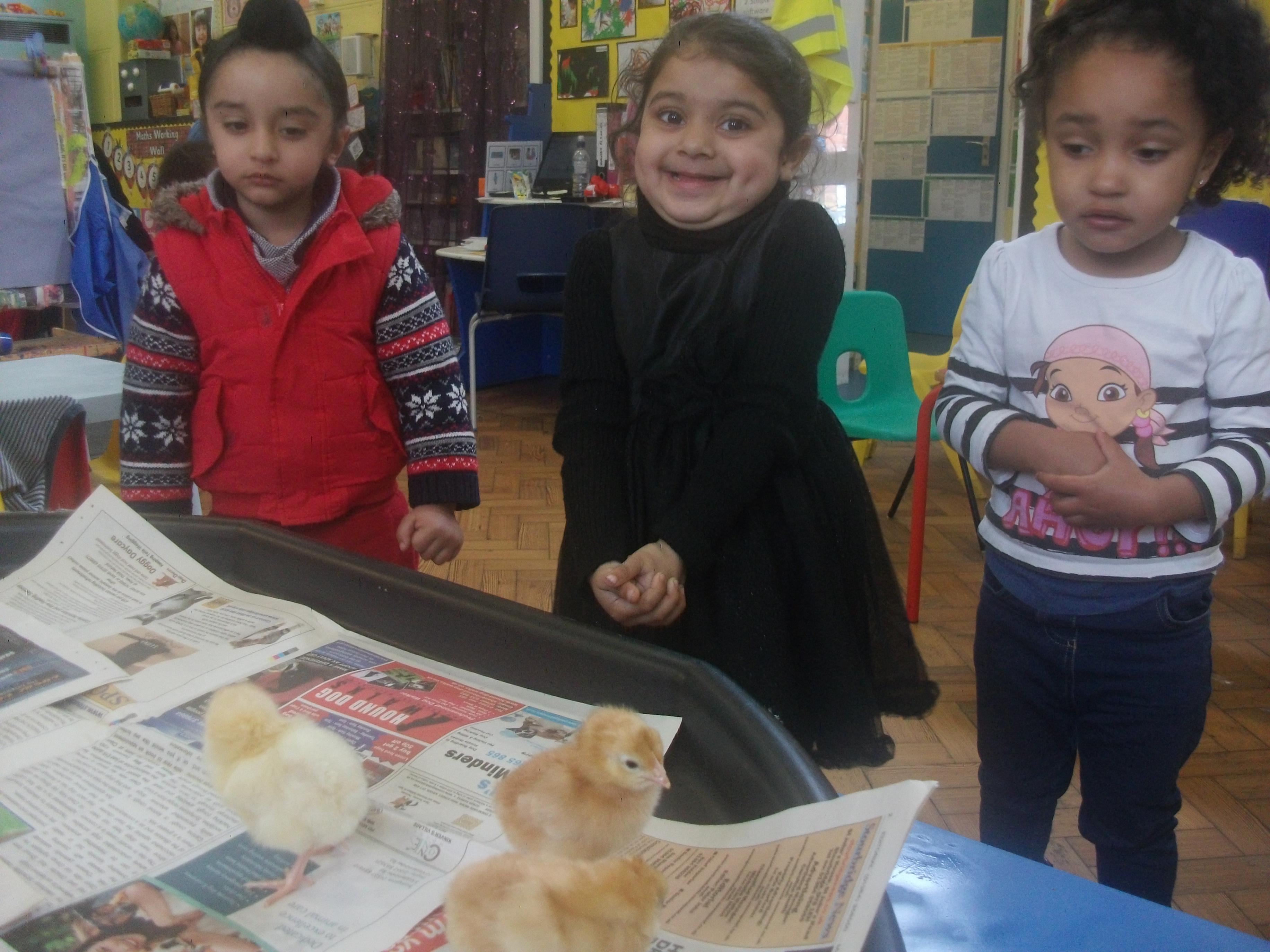 Nursery Chicks