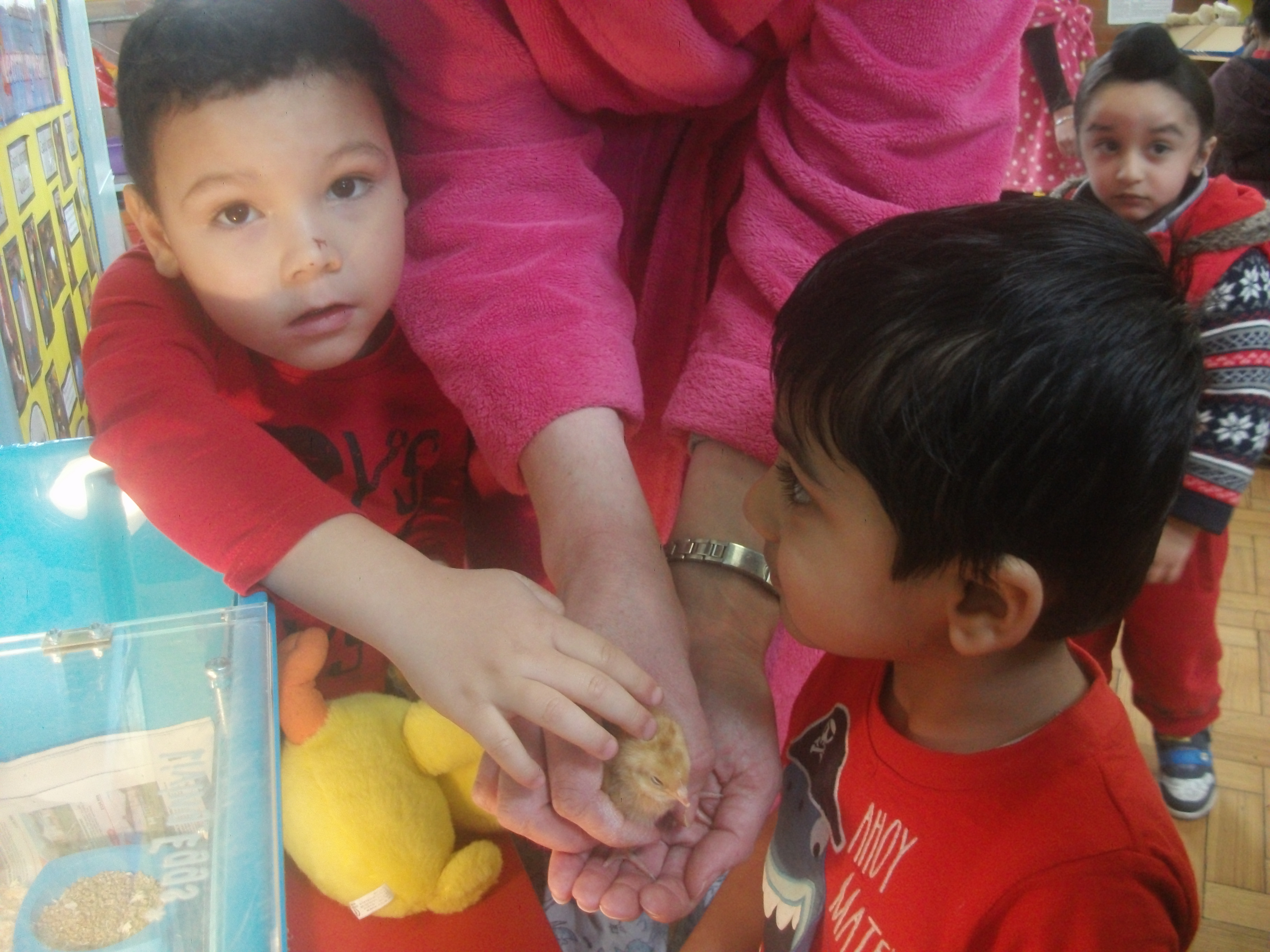 Nursery Chicks