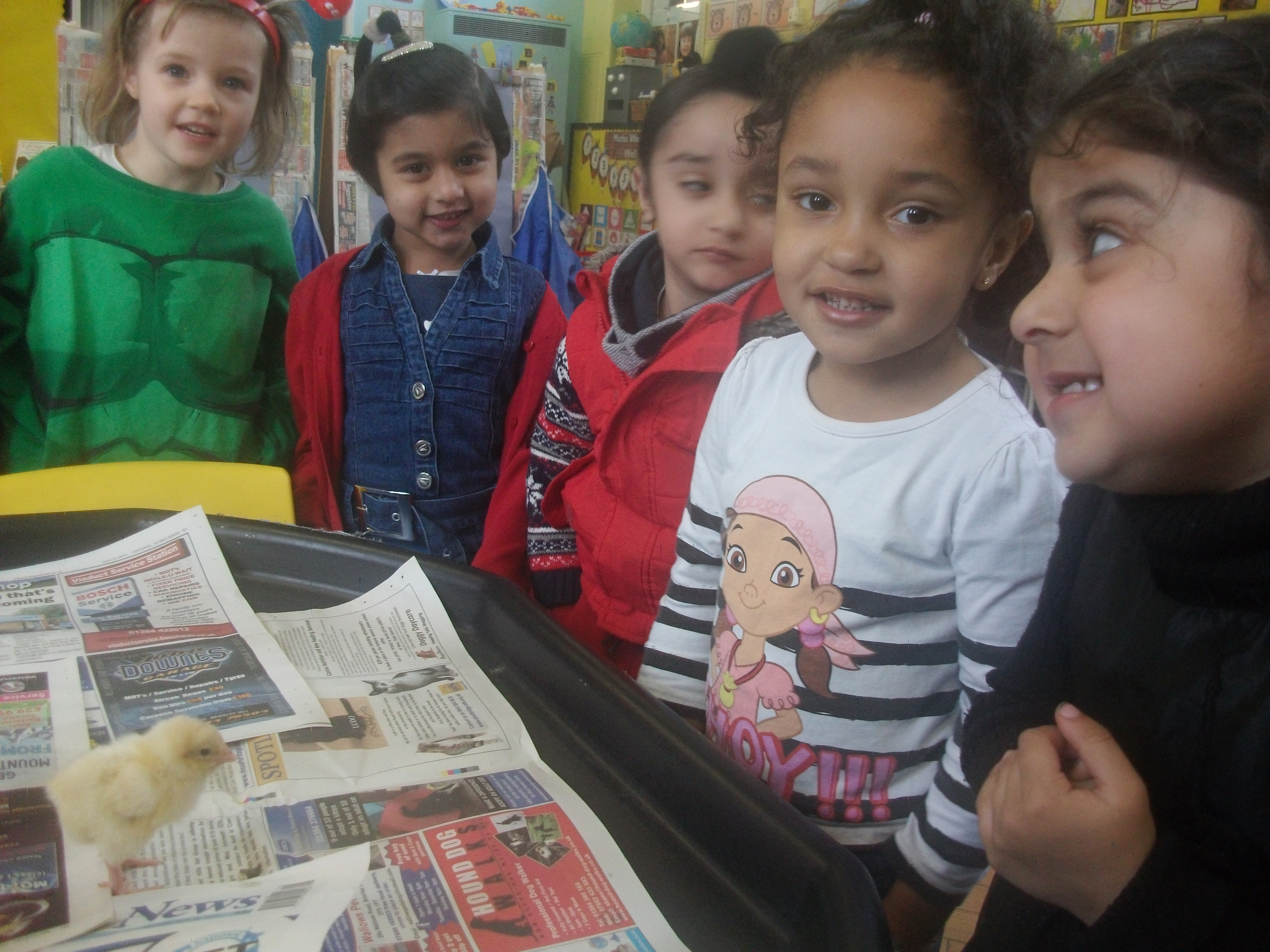 Nursery Chicks
