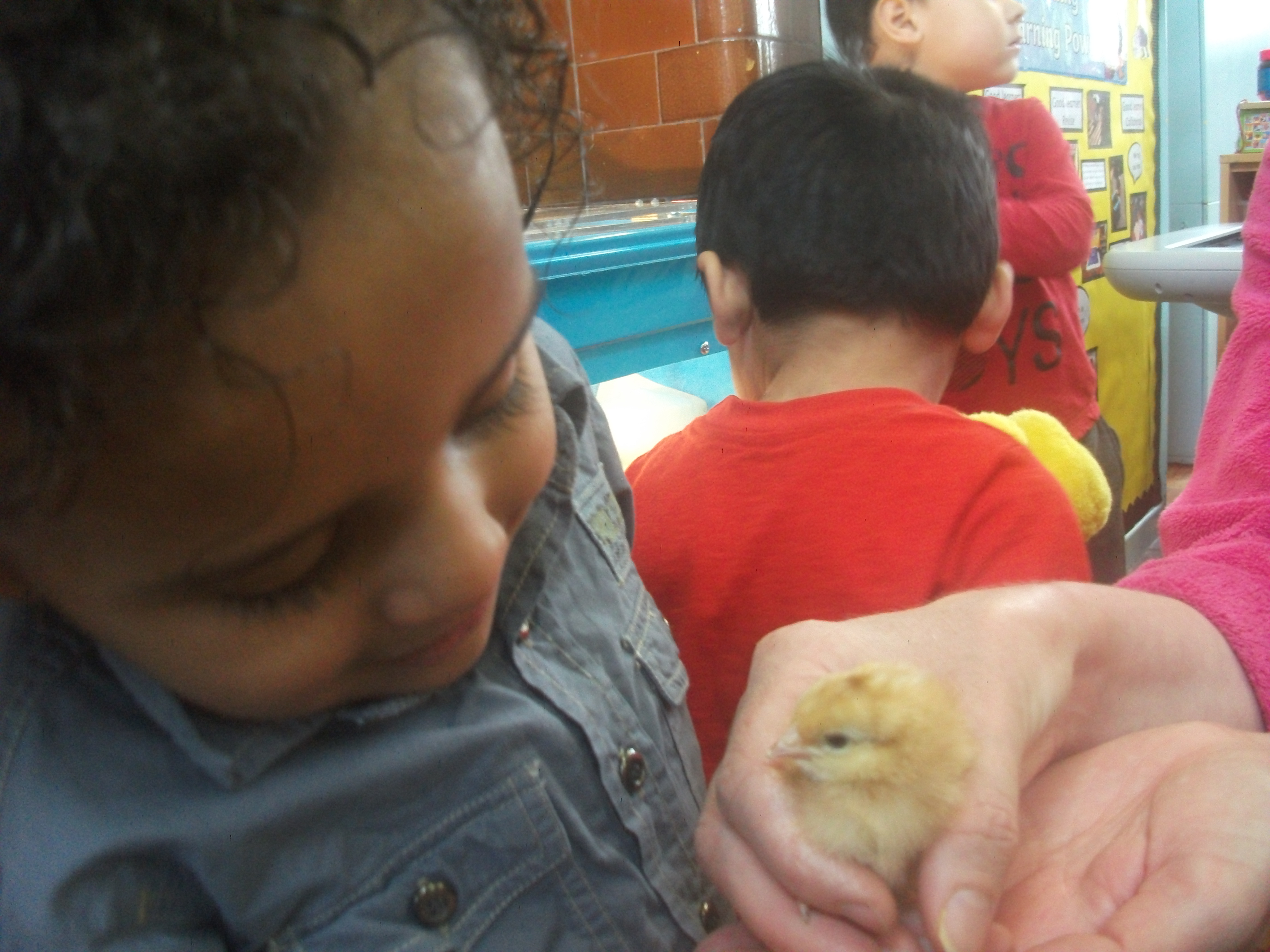 Nursery Chicks