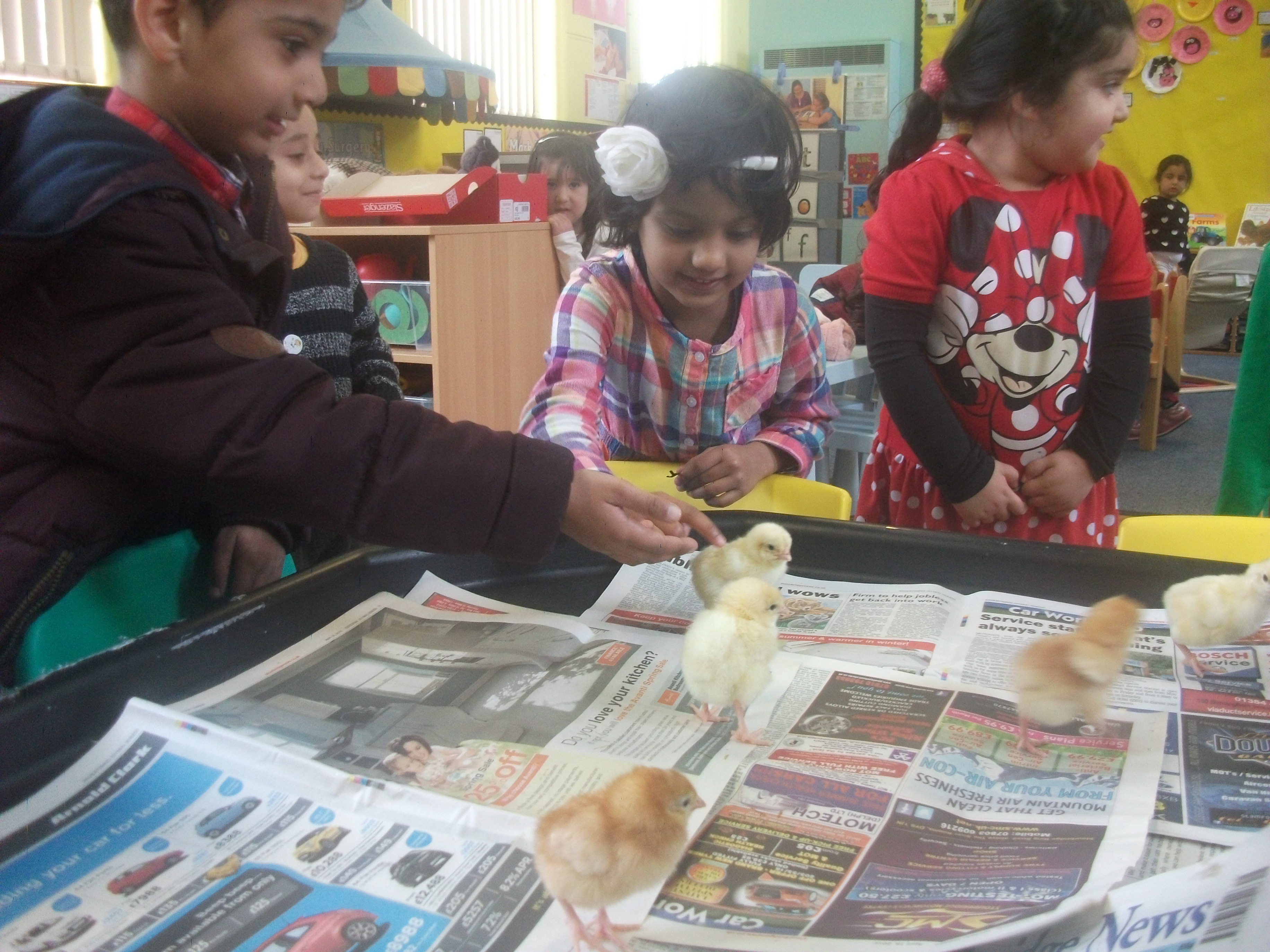 Nursery Chicks
