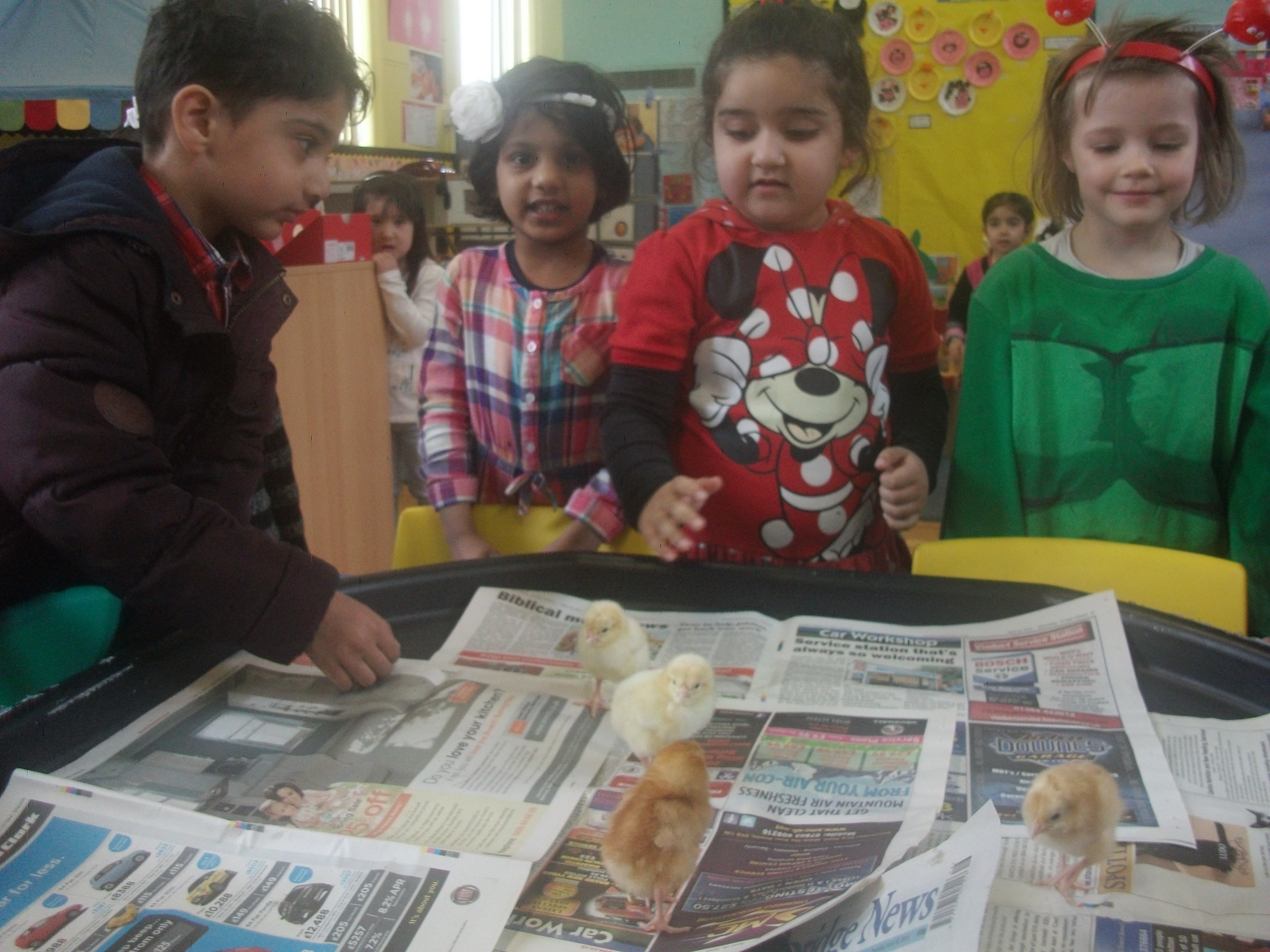 Nursery Chicks