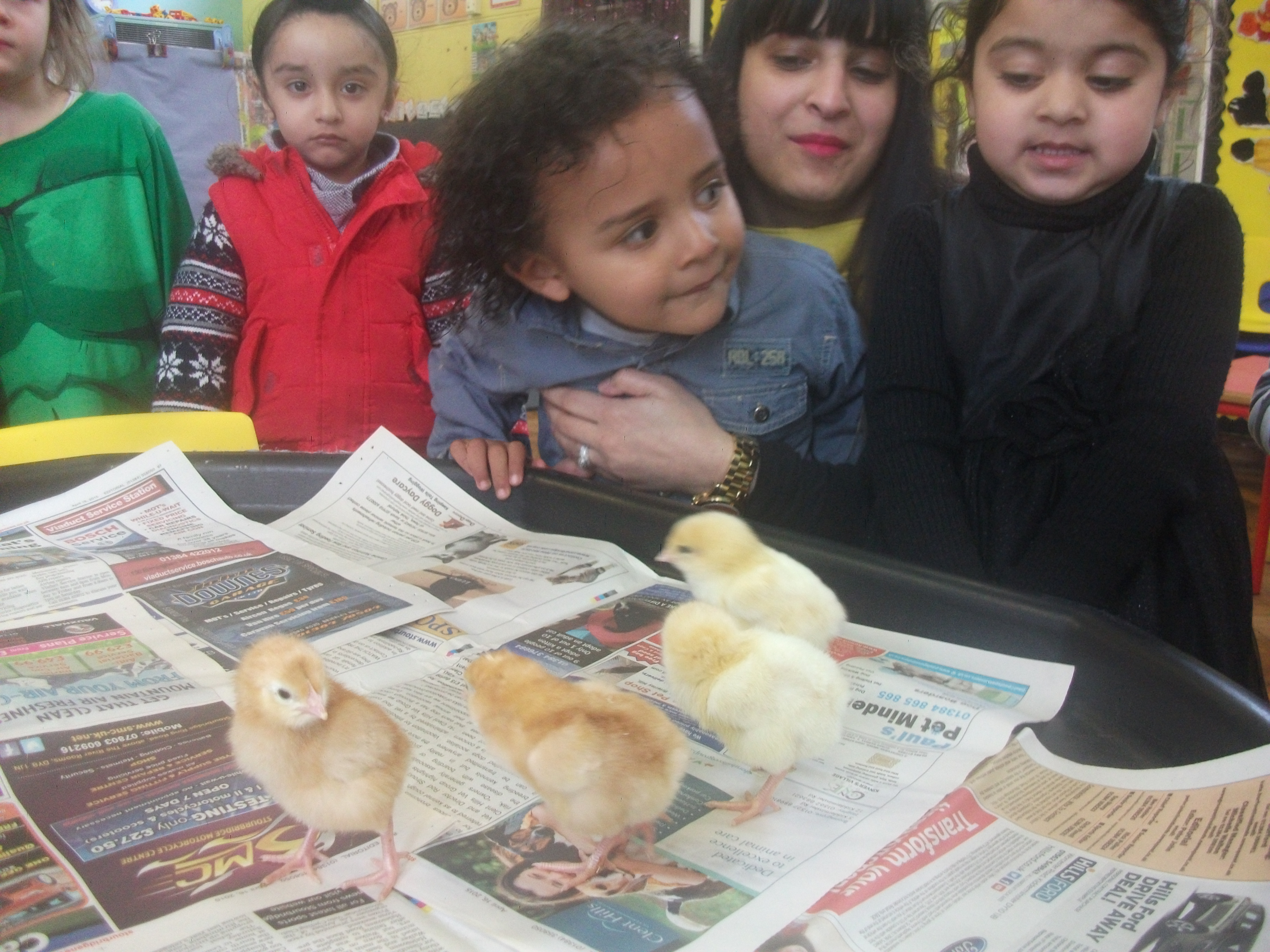 Nursery Chicks
