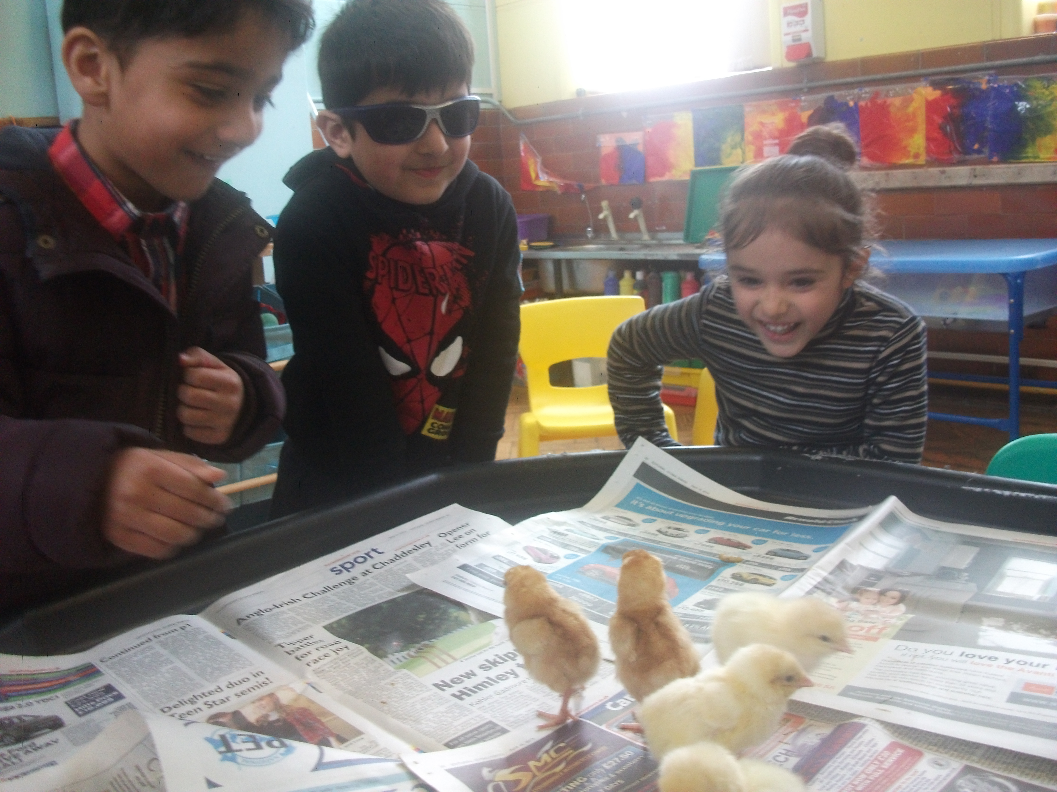 Nursery Chicks
