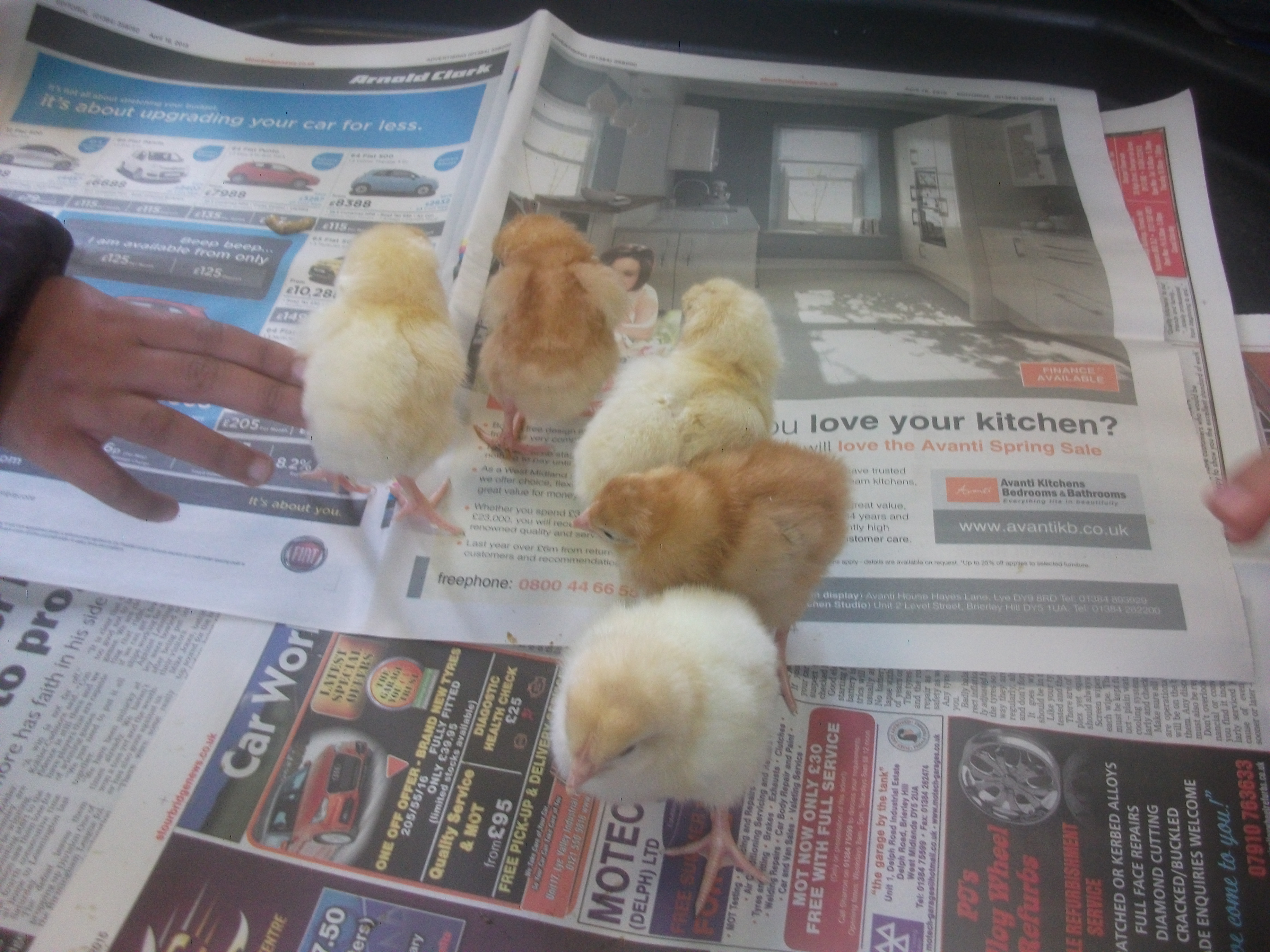 Nursery Chicks