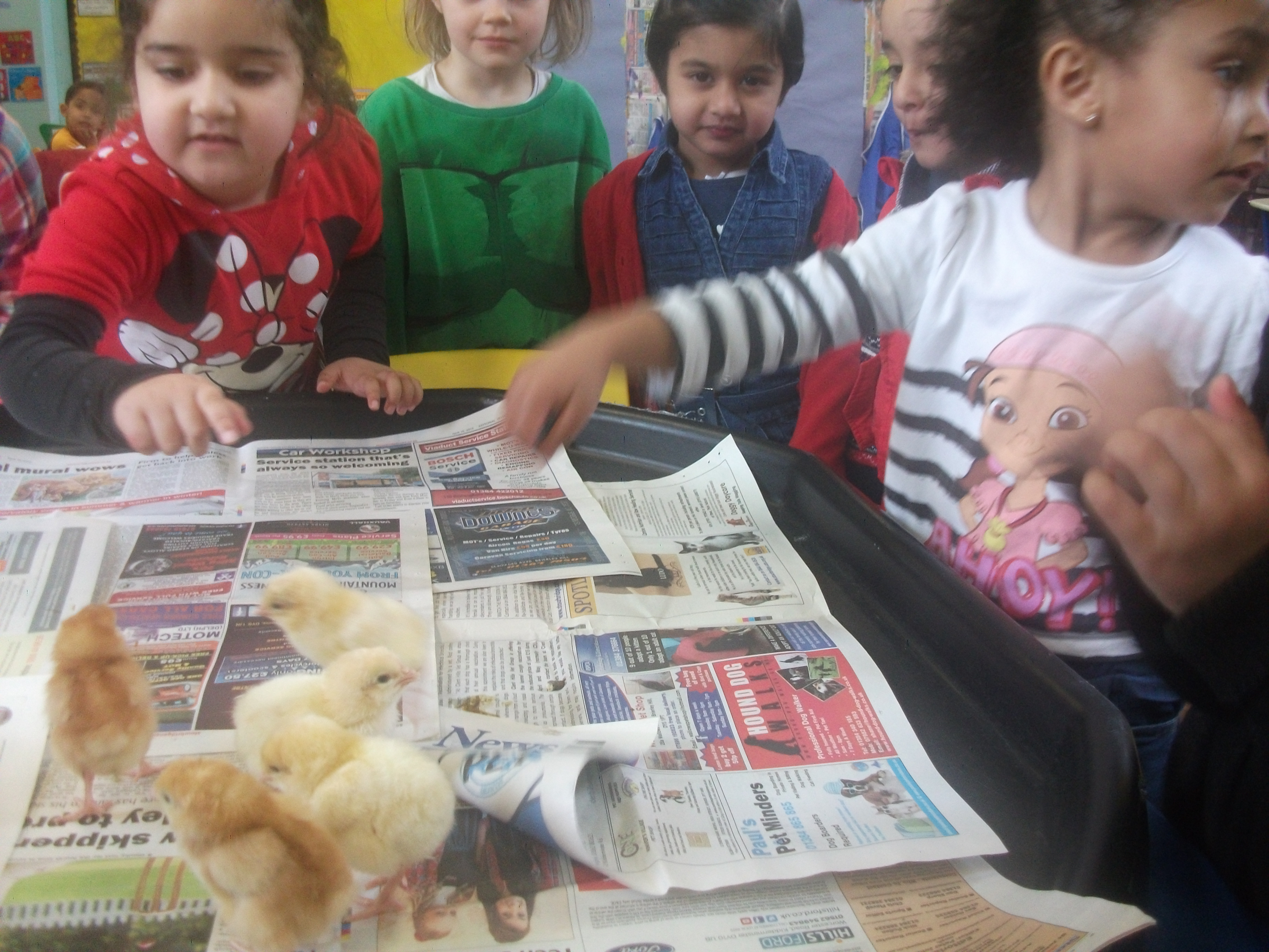 Nursery Chicks