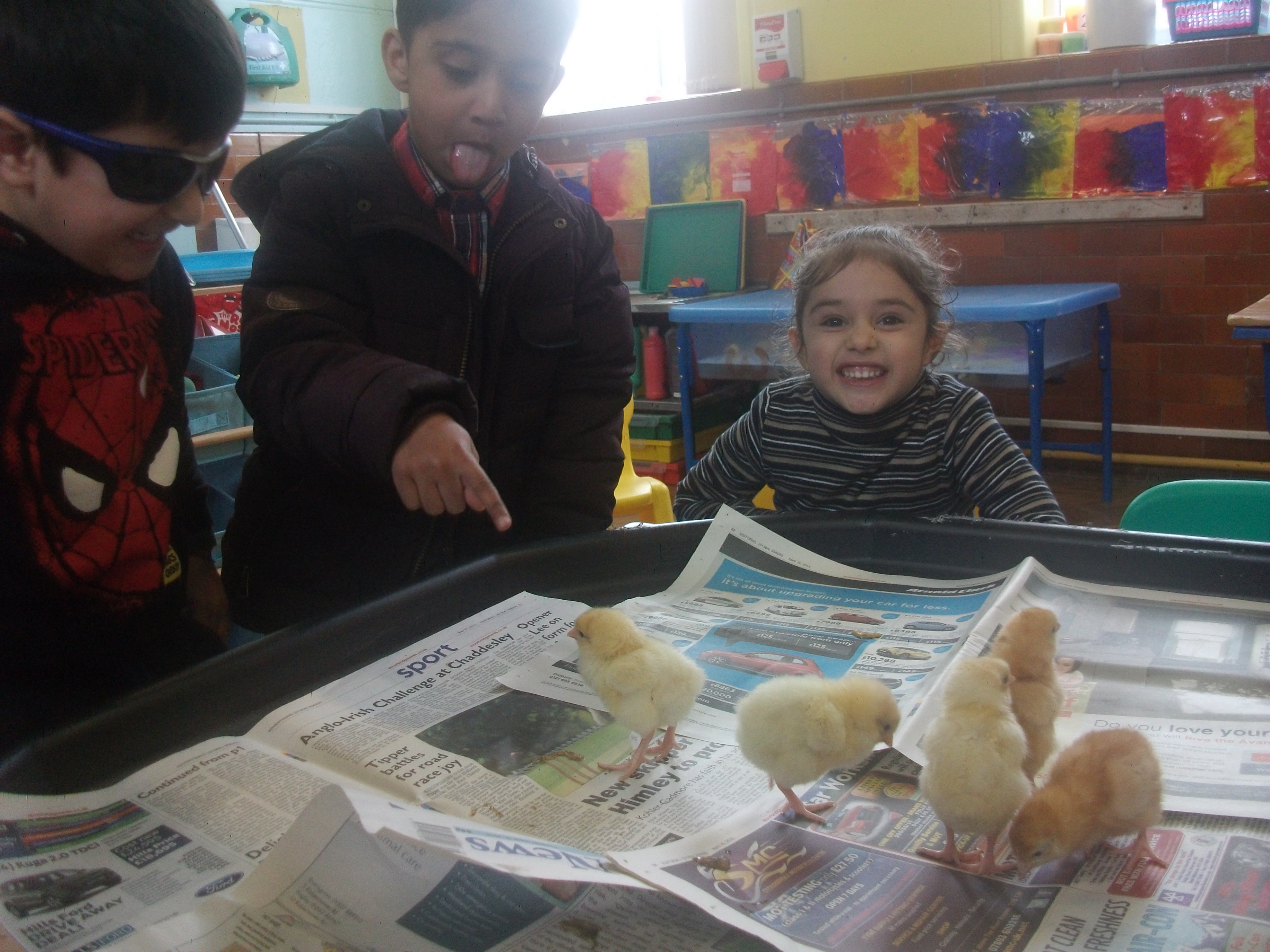 Nursery Chicks